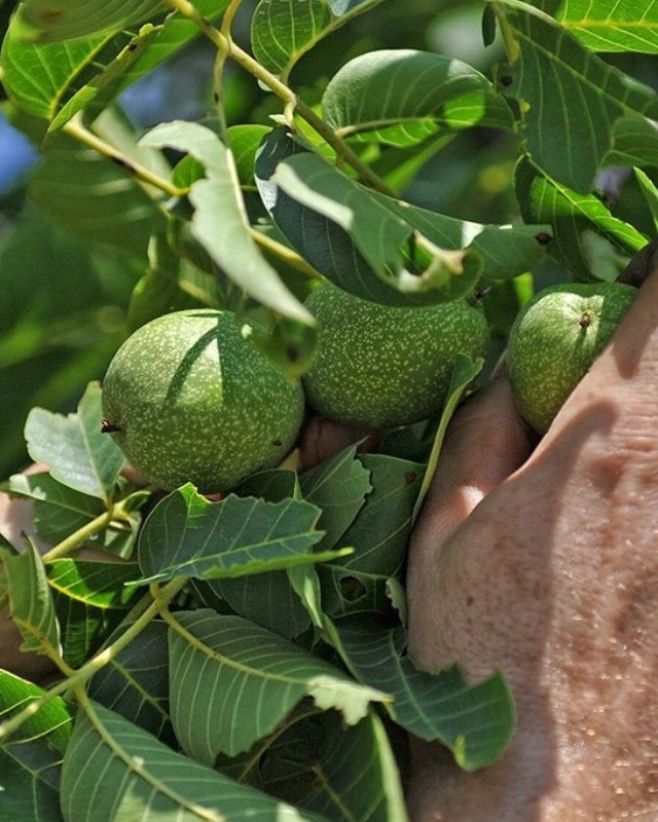 Pamatujete, jak babička tajemně mizela v červnu na zahradě a vracela se se zelenými poklady v zástěře? 🌿✨ Tohle není žádná...